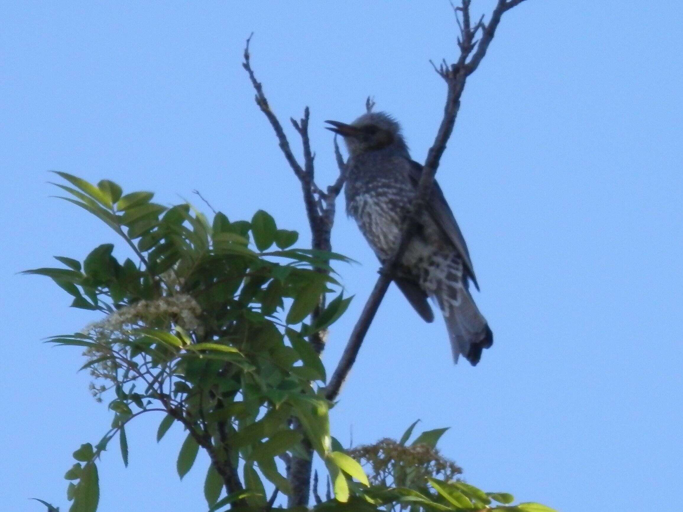 Image of Brown-eared Bulbul