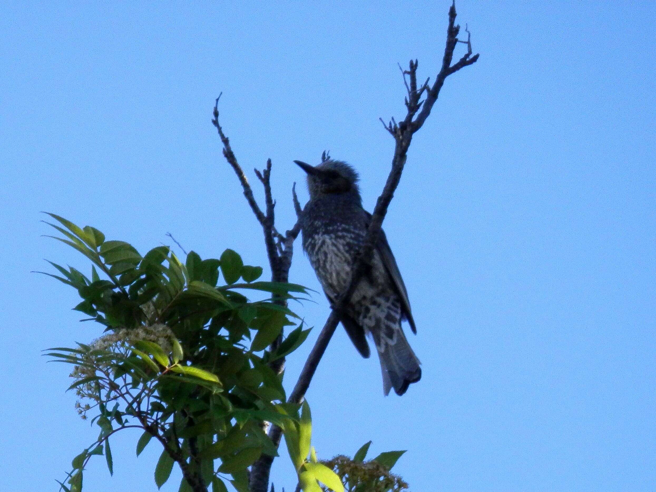 Image of Brown-eared Bulbul