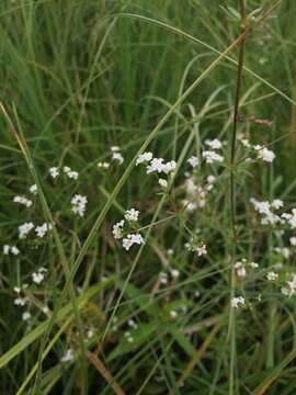 Image of Fen Bedstraw