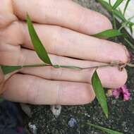 Image of Trailing Crab Grass