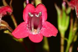 Слика од Penstemon miniatus Lindl.