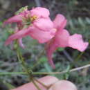 Image of Diascia patens (Thunb.) Grant ex Fourc.