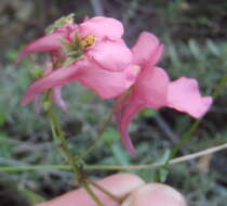 Diascia patens (Thunb.) Grant ex Fourc. resmi