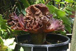 Amorphophallus paeoniifolius (Dennst.) Nicolson resmi