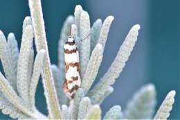 Image of Philobota impletella Walker 1869