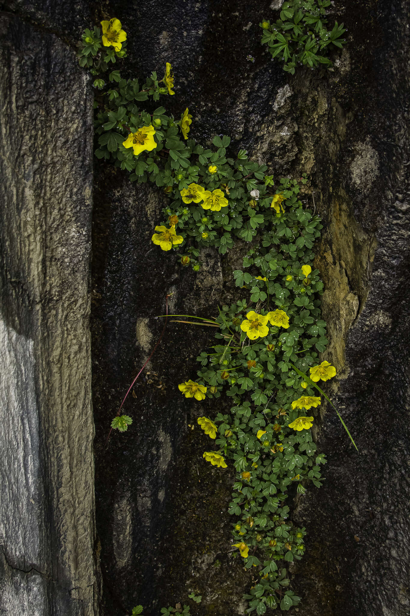 Image of Potentilla eriocarpa Wall.