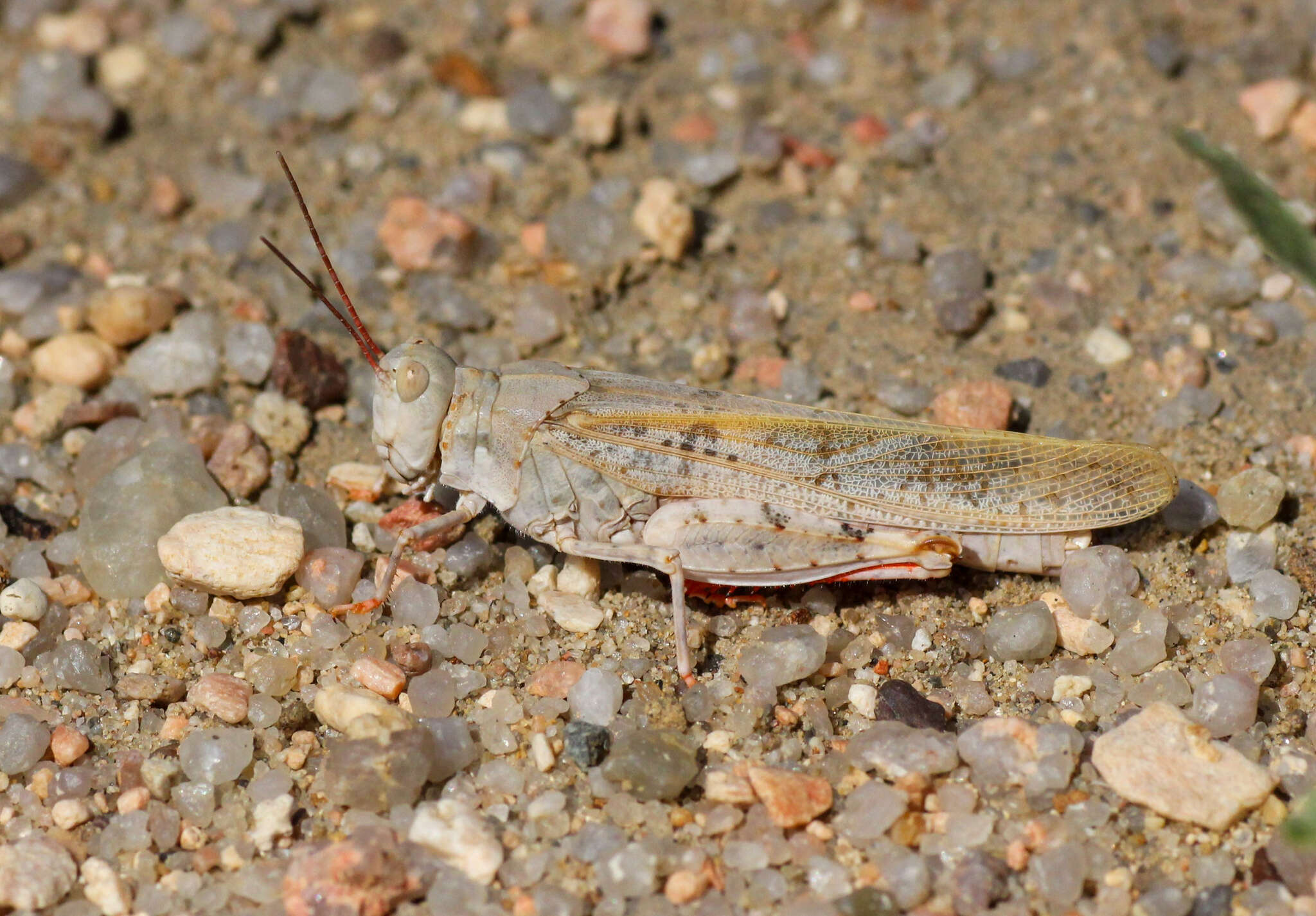 Image of Trimerotropis agrestis McNeill 1900