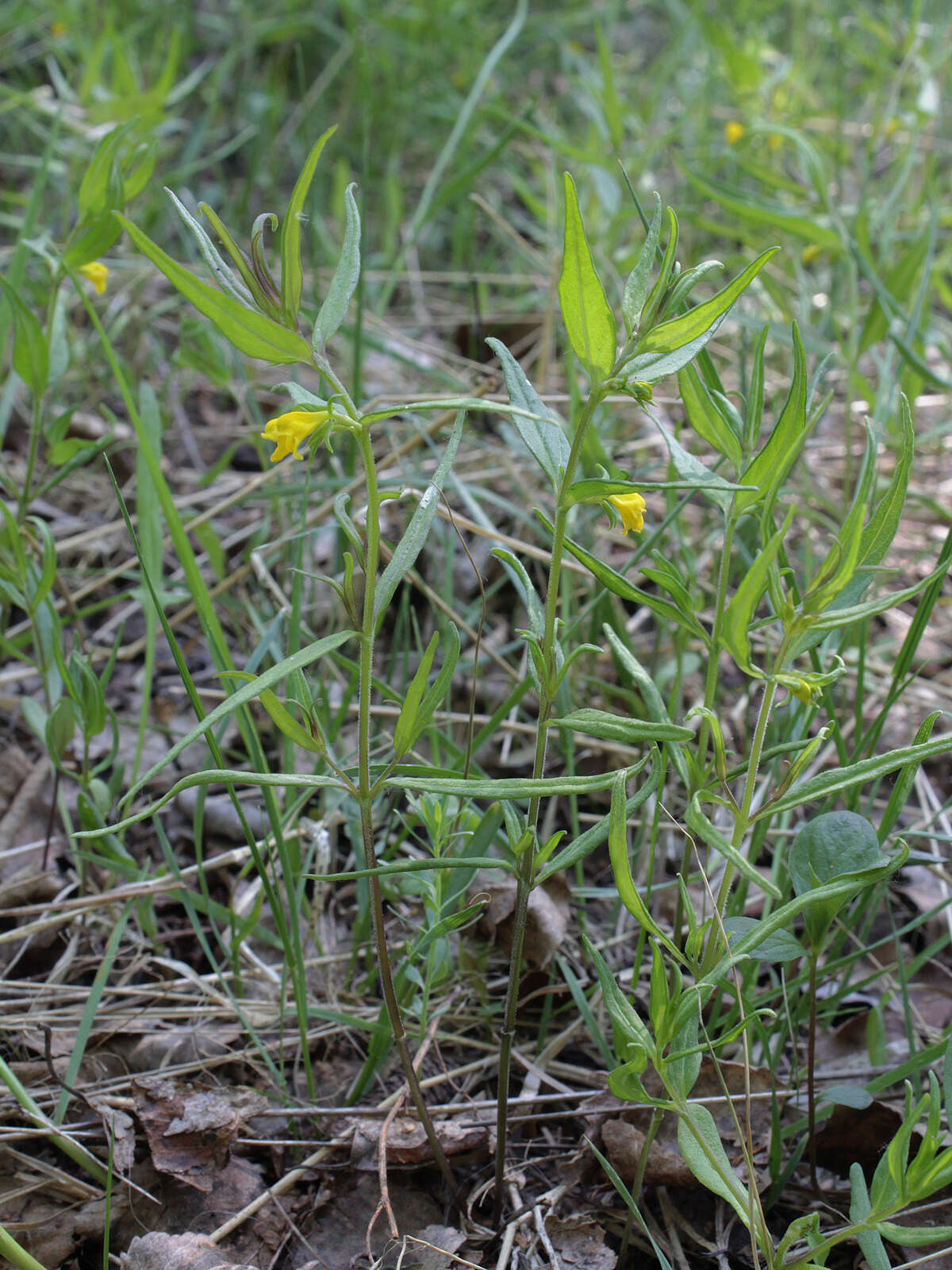 Image of Small cow-wheat