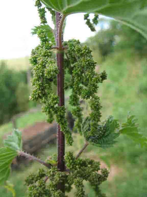 Image of Common Nettle