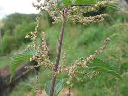 Image of Common Nettle