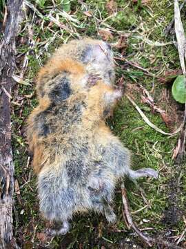 Image of Brown Lemming