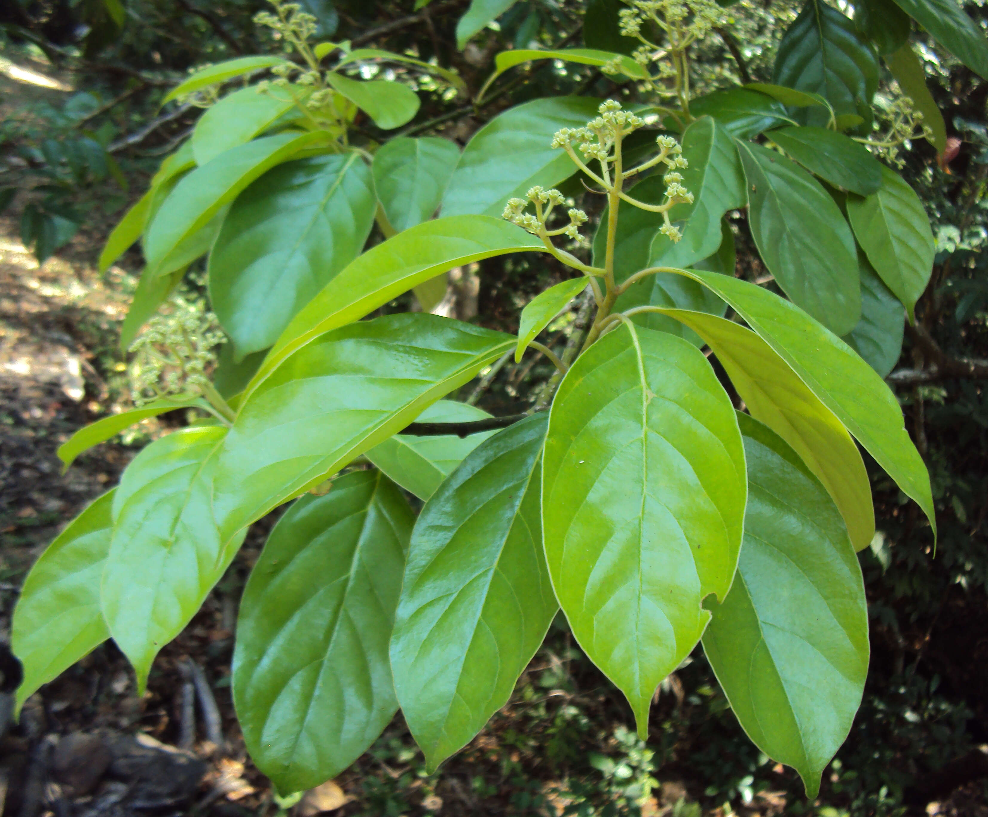 Image of Mastixia arborea (Wight) C. B. Clarke