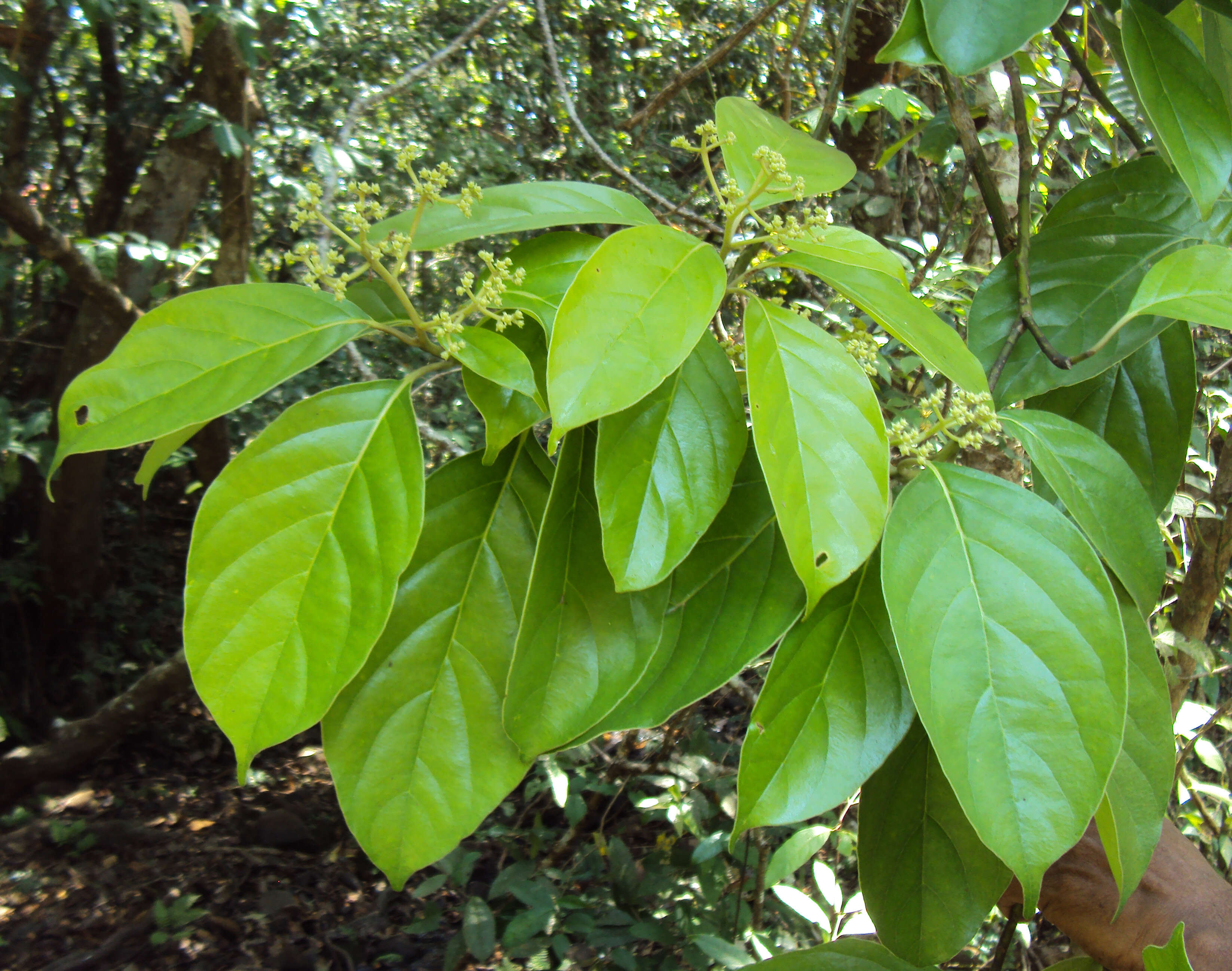 Image of Mastixia arborea (Wight) C. B. Clarke