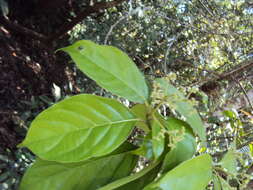 Image of Mastixia arborea (Wight) C. B. Clarke