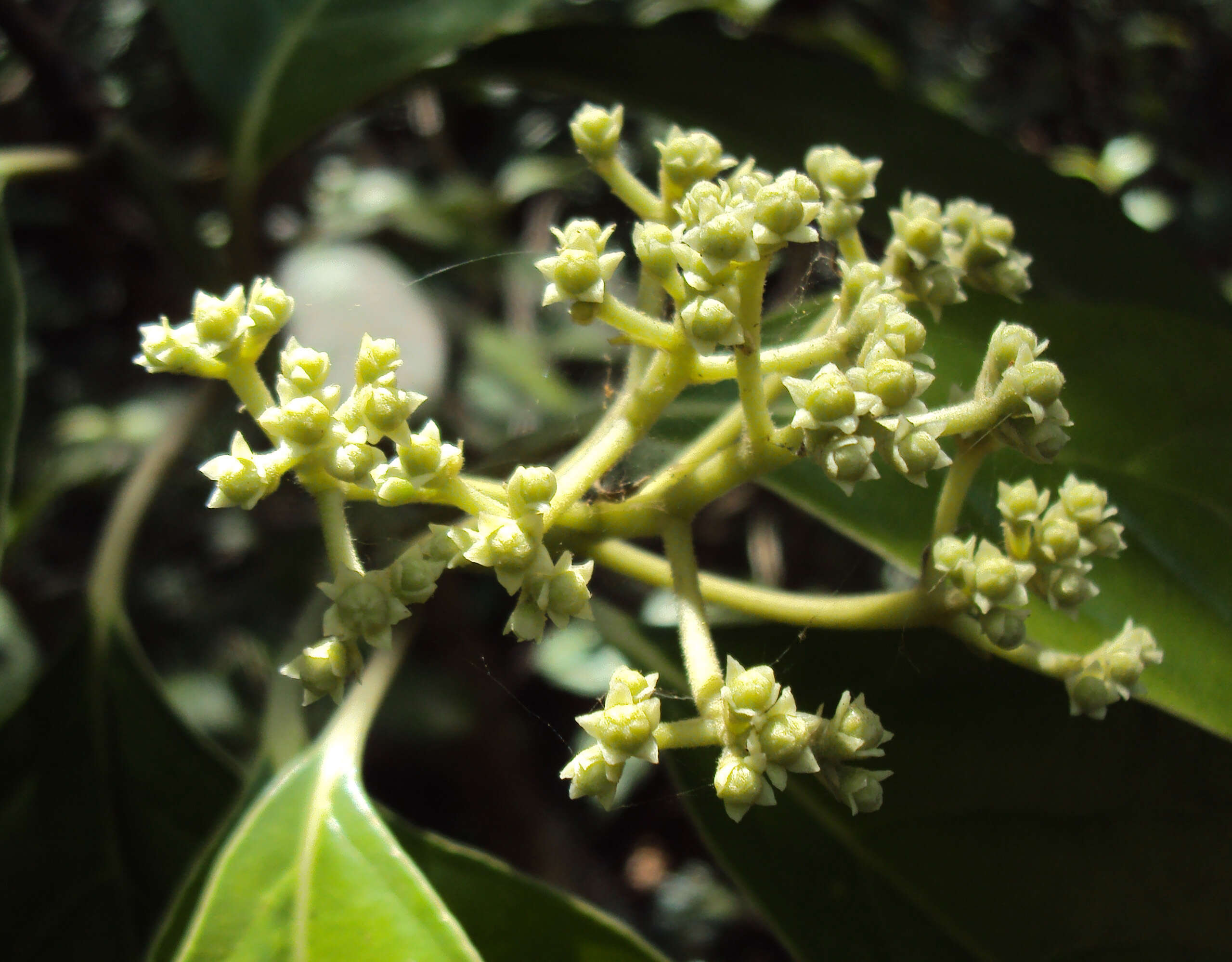 Image of Mastixia arborea (Wight) C. B. Clarke