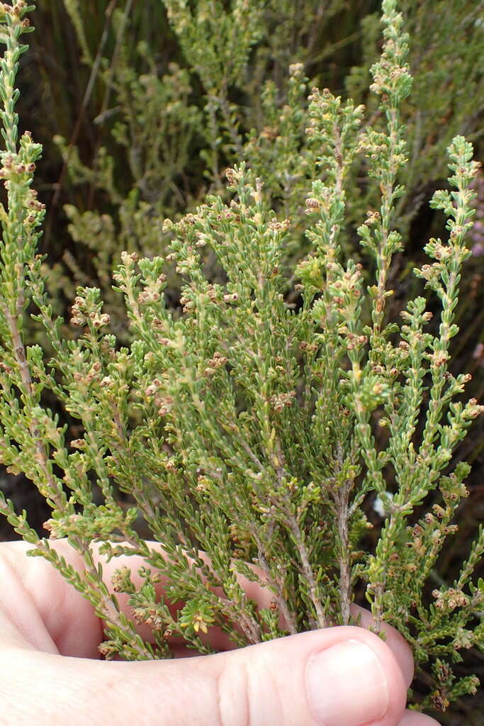 Image of Erica serrata Thunb.