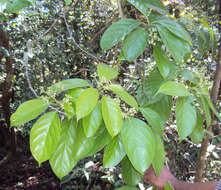 Image of Mastixia arborea (Wight) C. B. Clarke