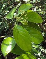 Image of Mastixia arborea (Wight) C. B. Clarke