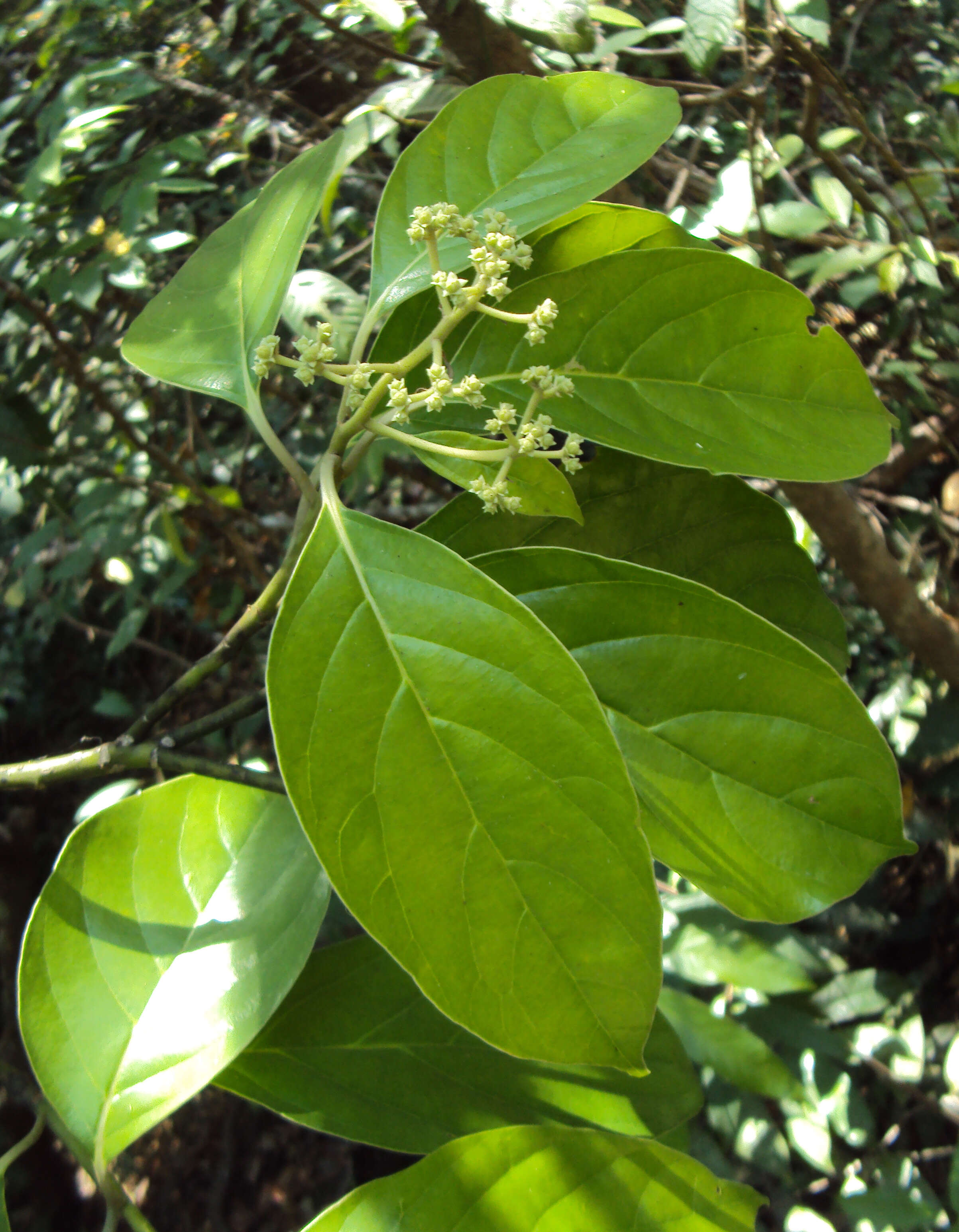 Image of Mastixia arborea (Wight) C. B. Clarke