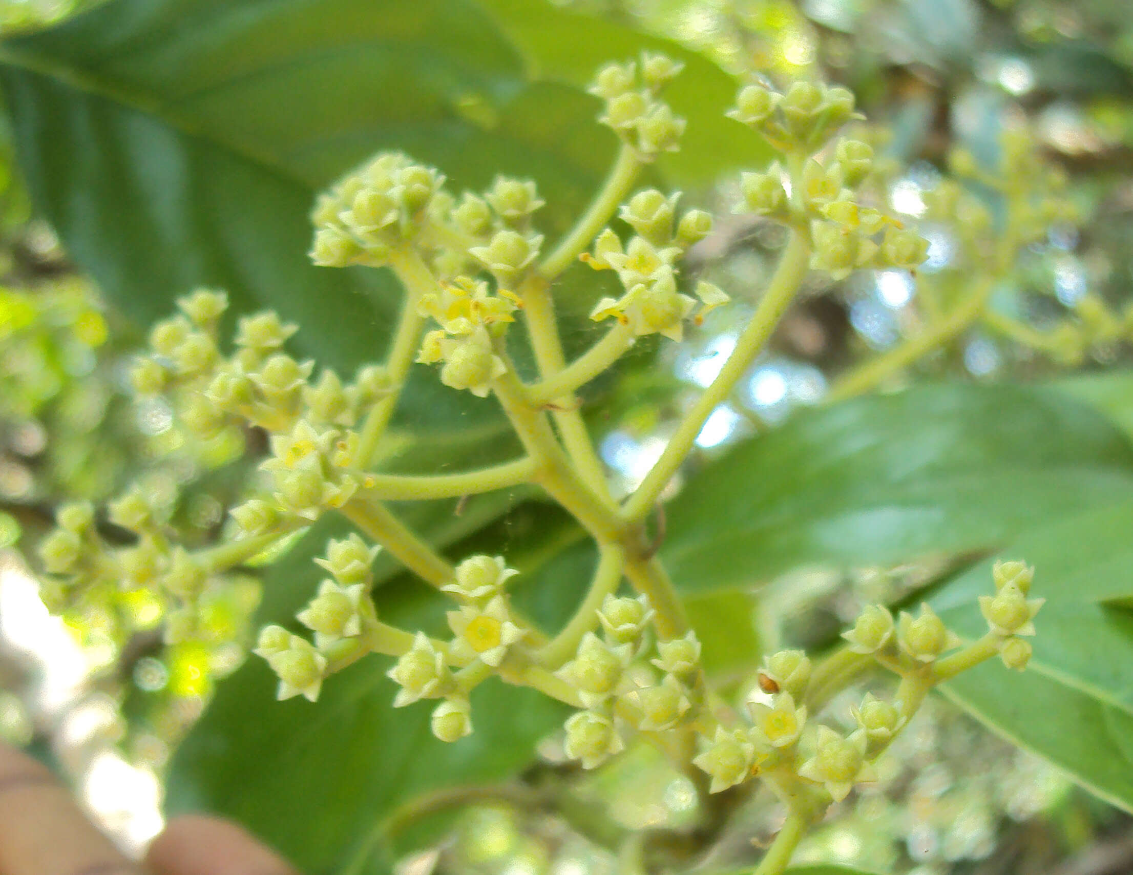 Image of Mastixia arborea (Wight) C. B. Clarke