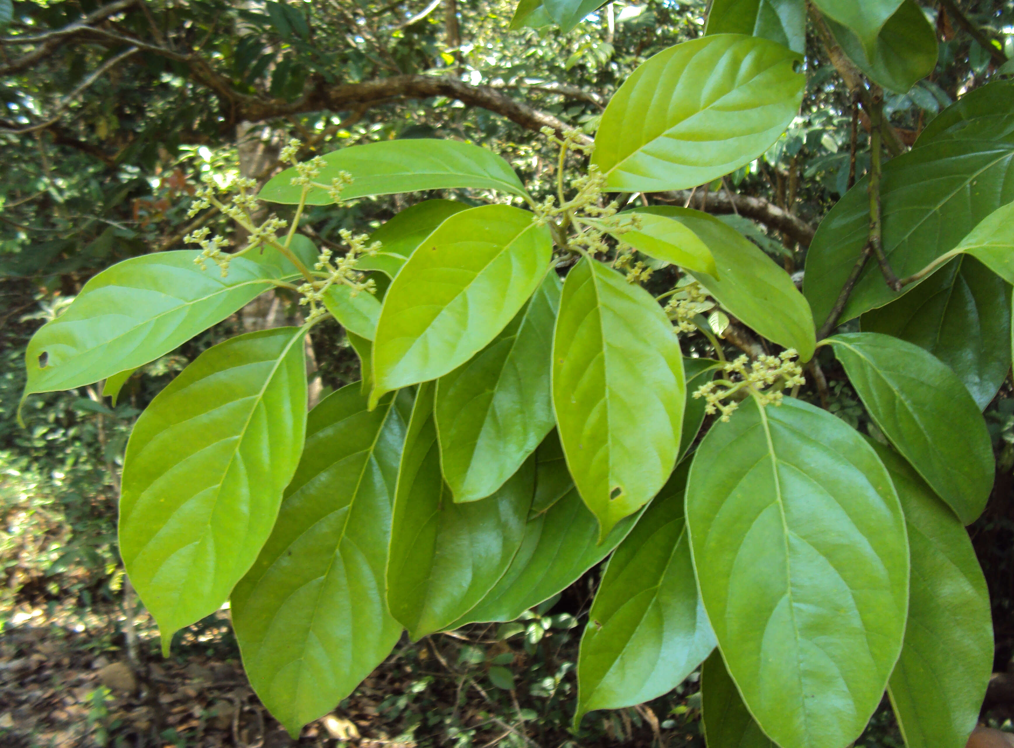 Image of Mastixia arborea (Wight) C. B. Clarke