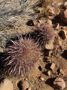 Image of Ferocactus gracilis subsp. gracilis