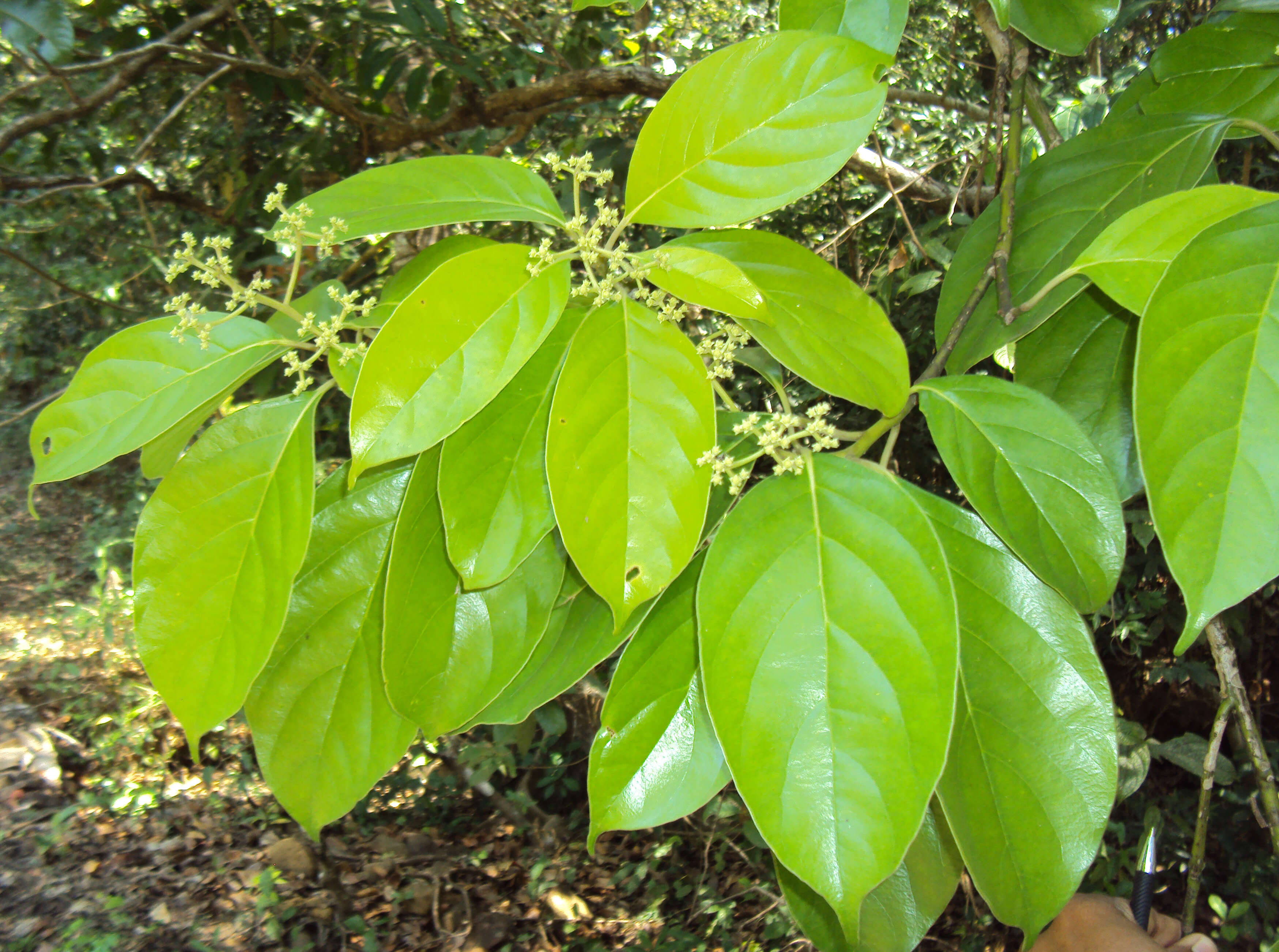 Image of Mastixia arborea (Wight) C. B. Clarke