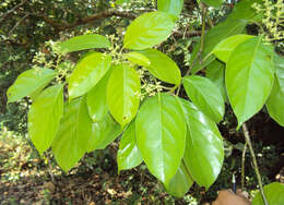 Image of Mastixia arborea (Wight) C. B. Clarke