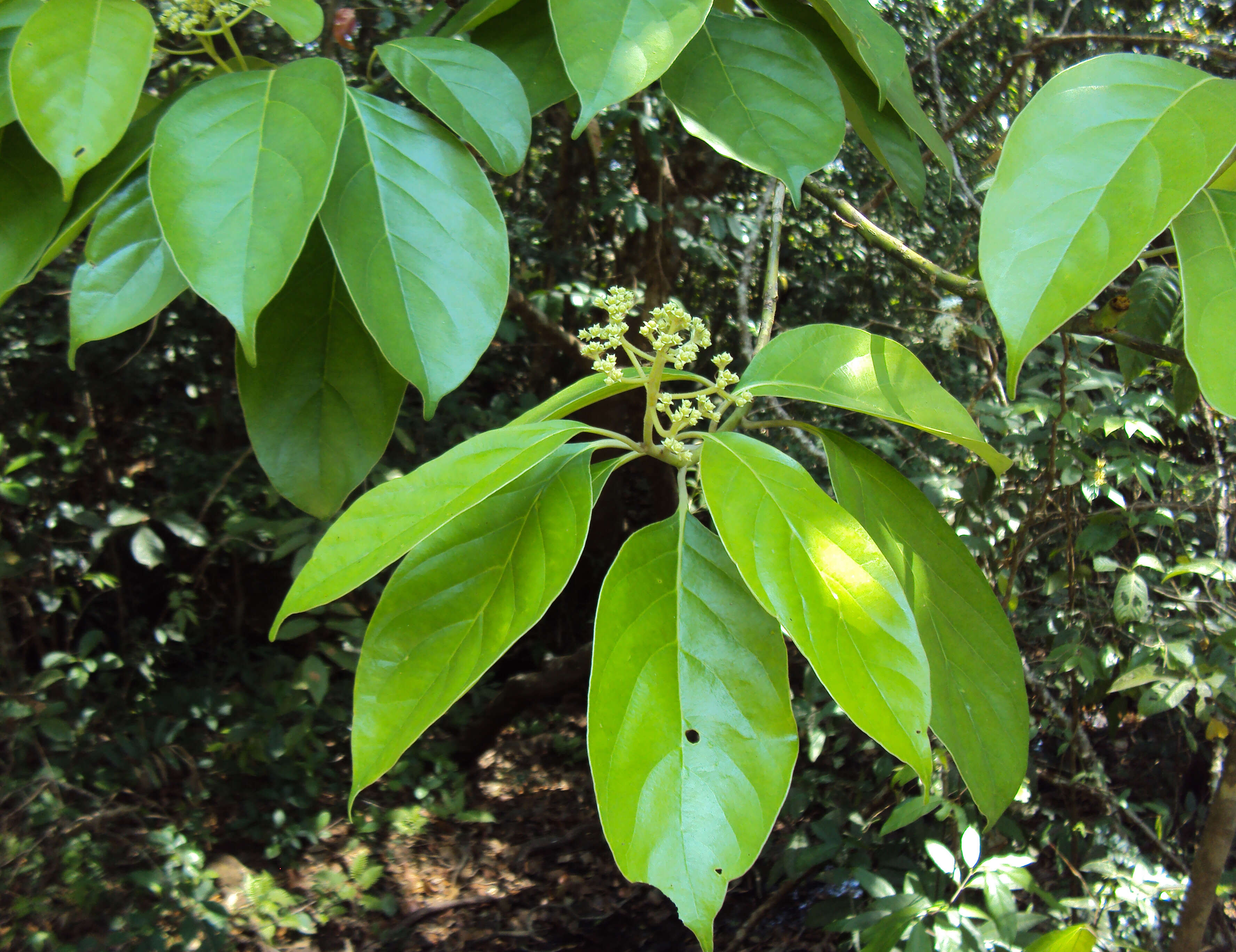 Image of Mastixia arborea (Wight) C. B. Clarke