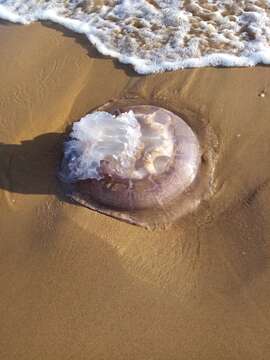 Image of Rhizostoma luteum (Quoy & Gaimard 1827)