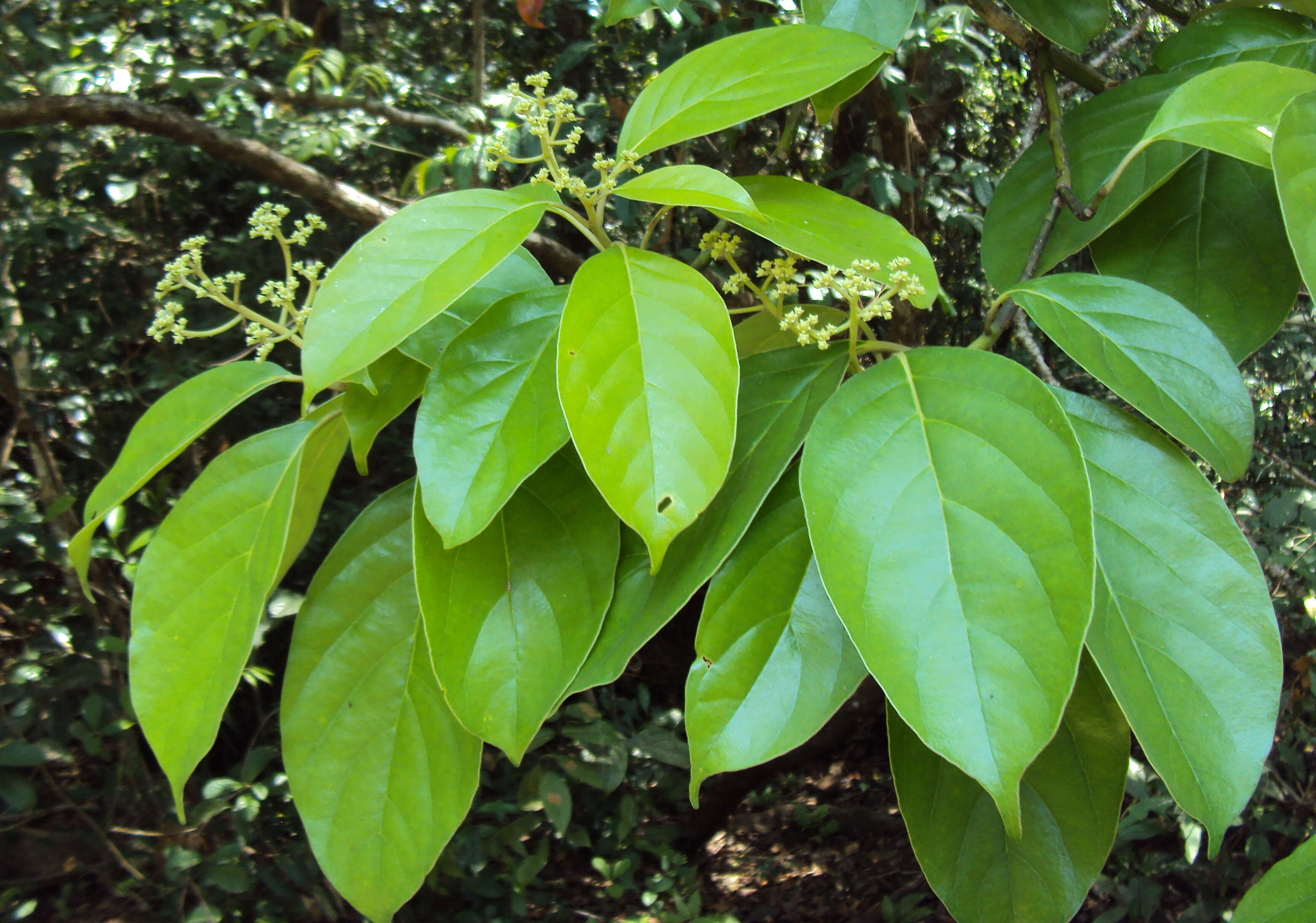 Image of Mastixia arborea (Wight) C. B. Clarke