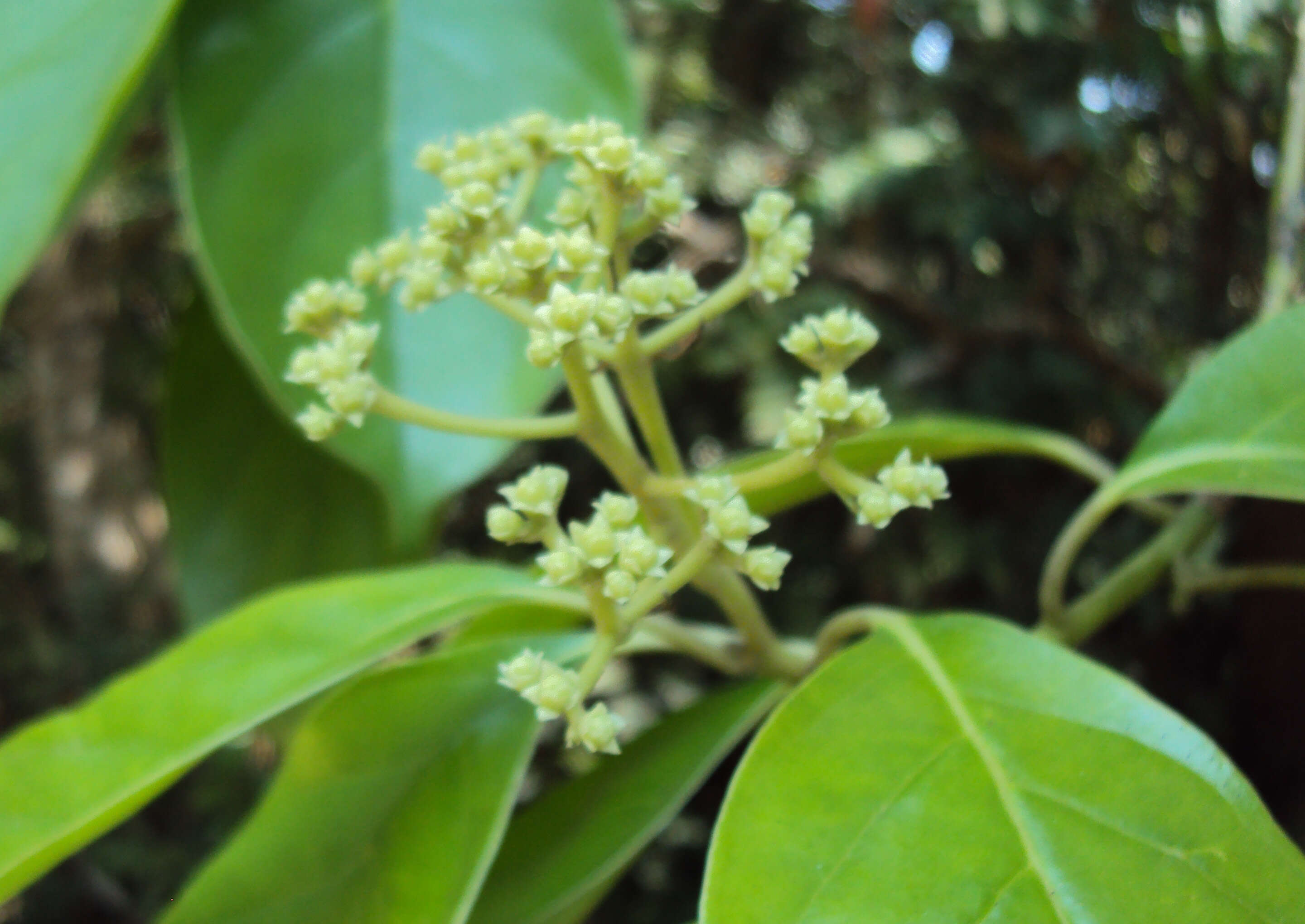 Image of Mastixia arborea (Wight) C. B. Clarke