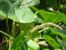 Image de Acalypha grandibracteata Merr.