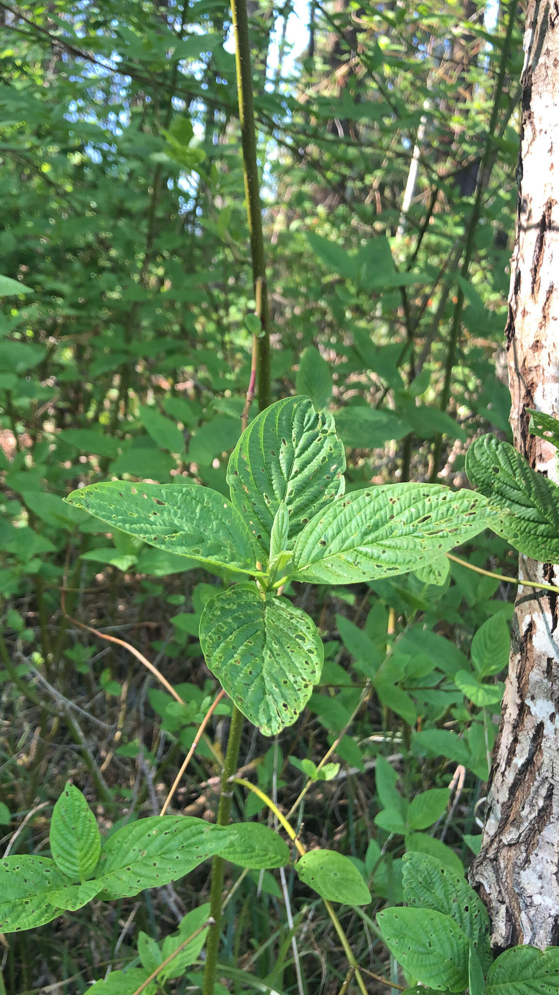 Image of western dogwood