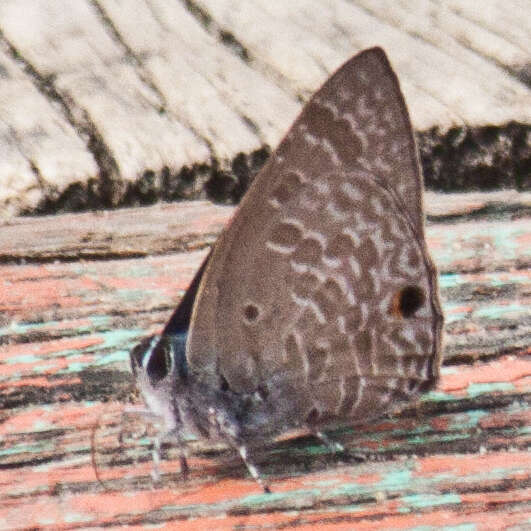 Image de Anthene lycaenina lycambes (Hewitson 1878)