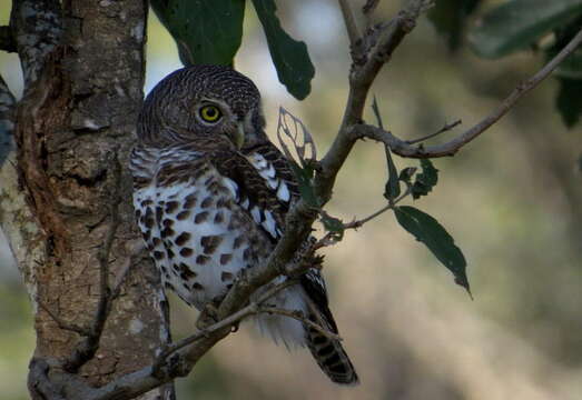 Image of Glaucidium capense ngamiense (Roberts 1932)