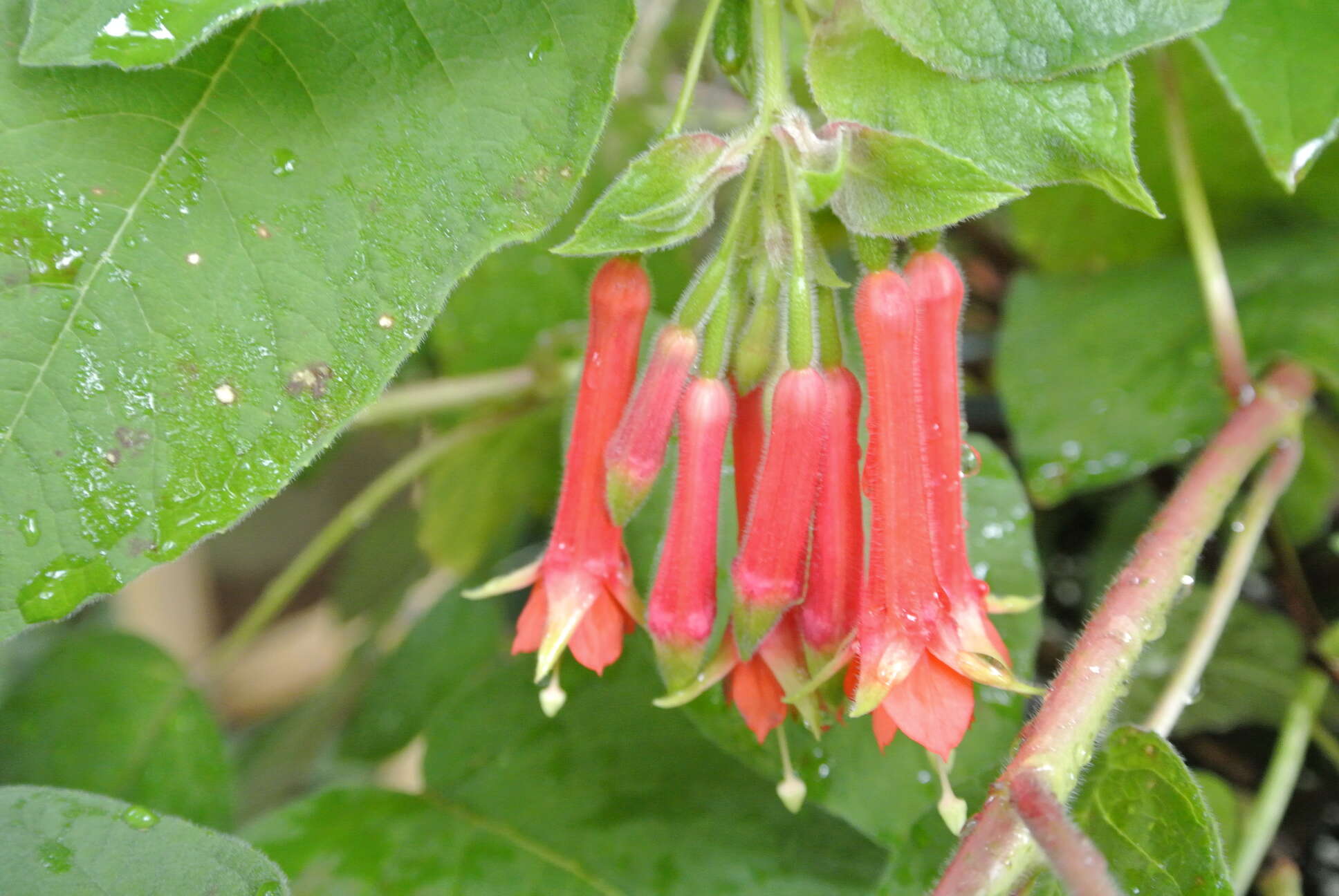 Image of Fuchsia