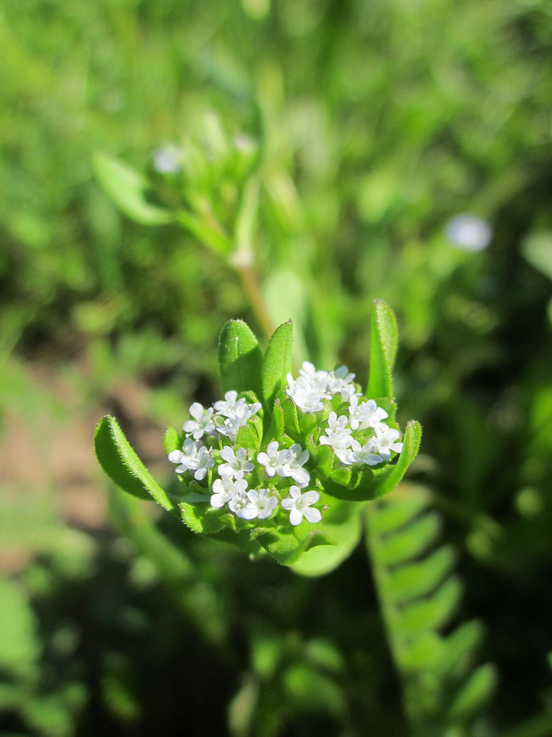 Image of Lewiston cornsalad