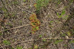 Image de Drosera pulchella Lehm.