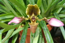 Image de Paphiopedilum hirsutissimum (Lindl. ex Hook.) Stein