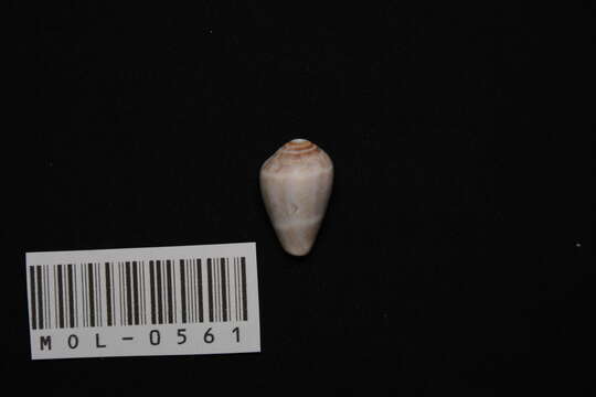 Image of Conus ventricosus Gmelin 1791