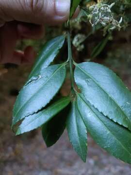 Image of Euonymus spraguei Hayata