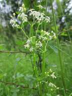 Image of White bedstraw