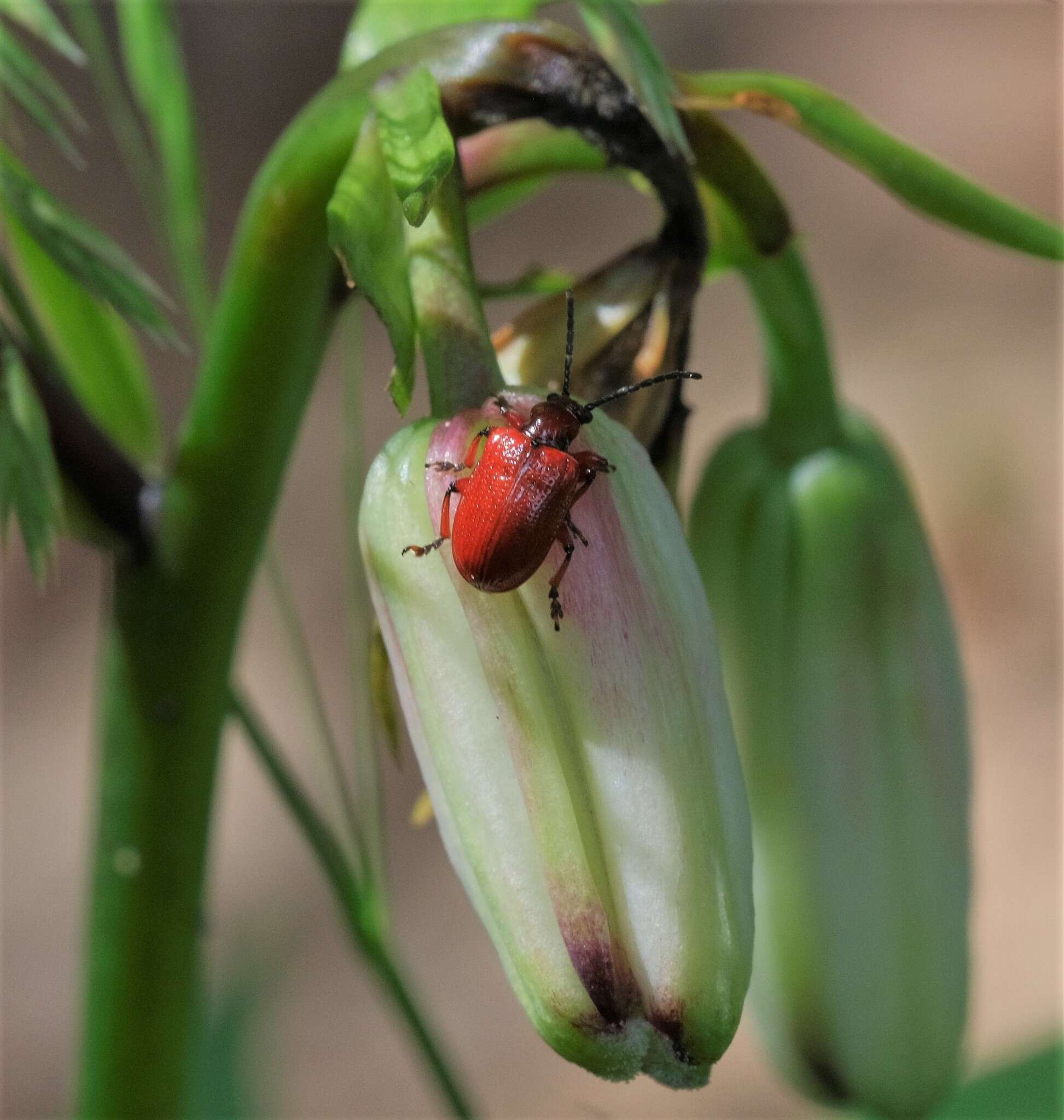 Image of <i>Lilioceris schneideri</i>