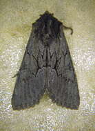 Image of Dark Grey Fishia Moth