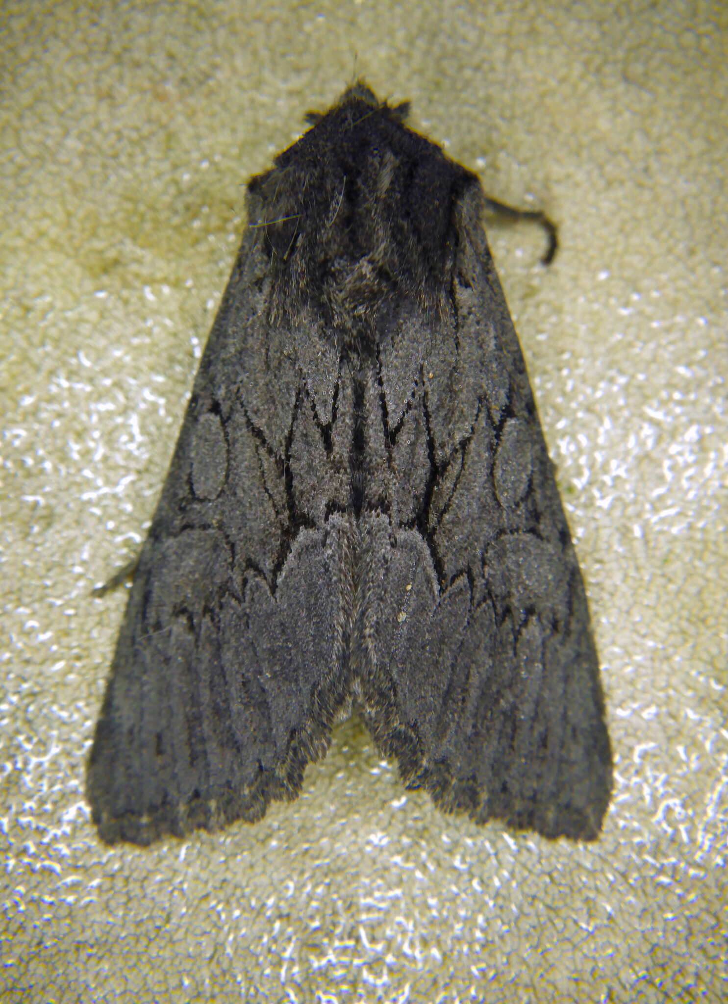 Image of Dark Grey Fishia Moth