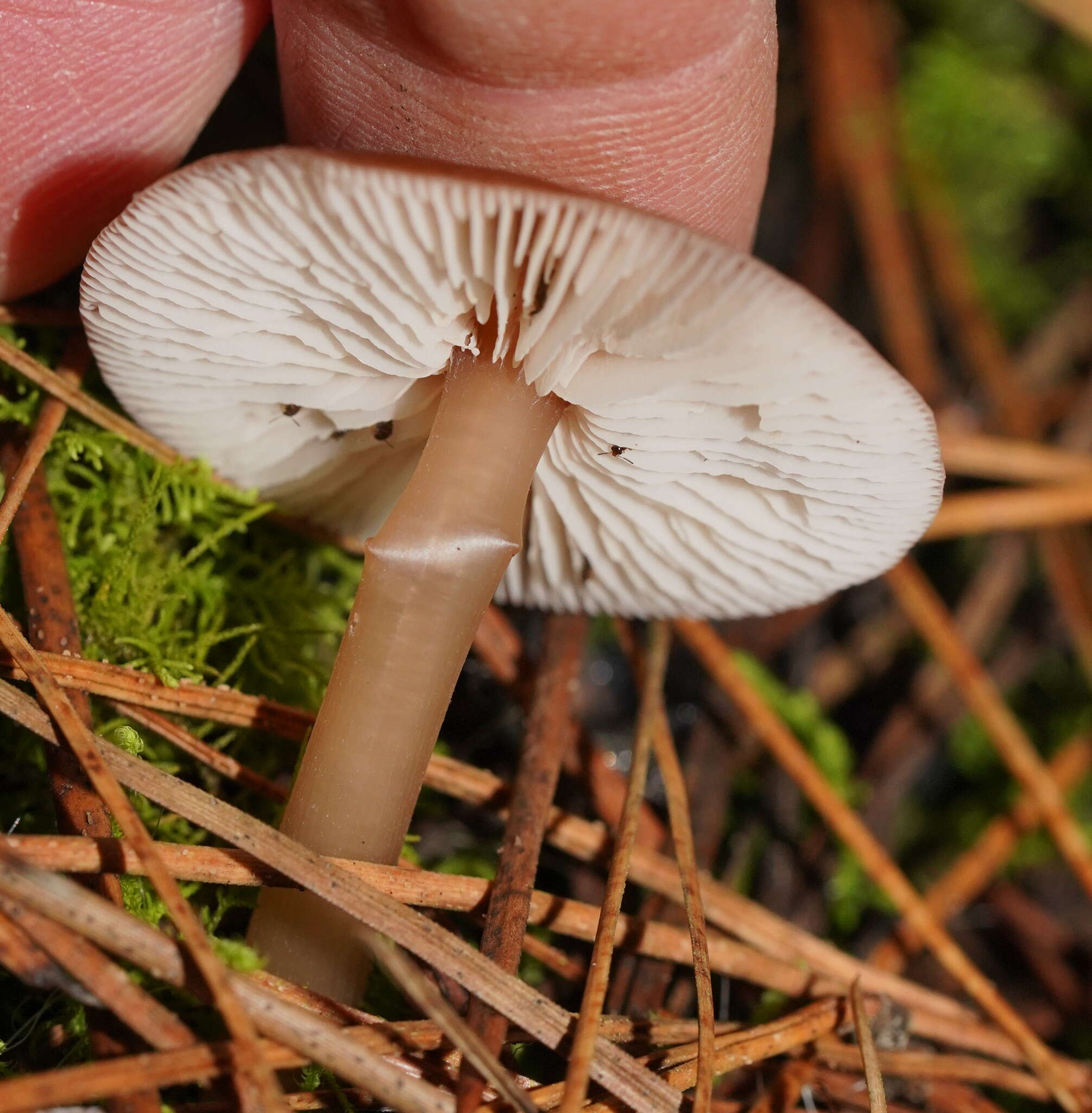 Image of Lentinellus tasmanicus R. H. Petersen 2004