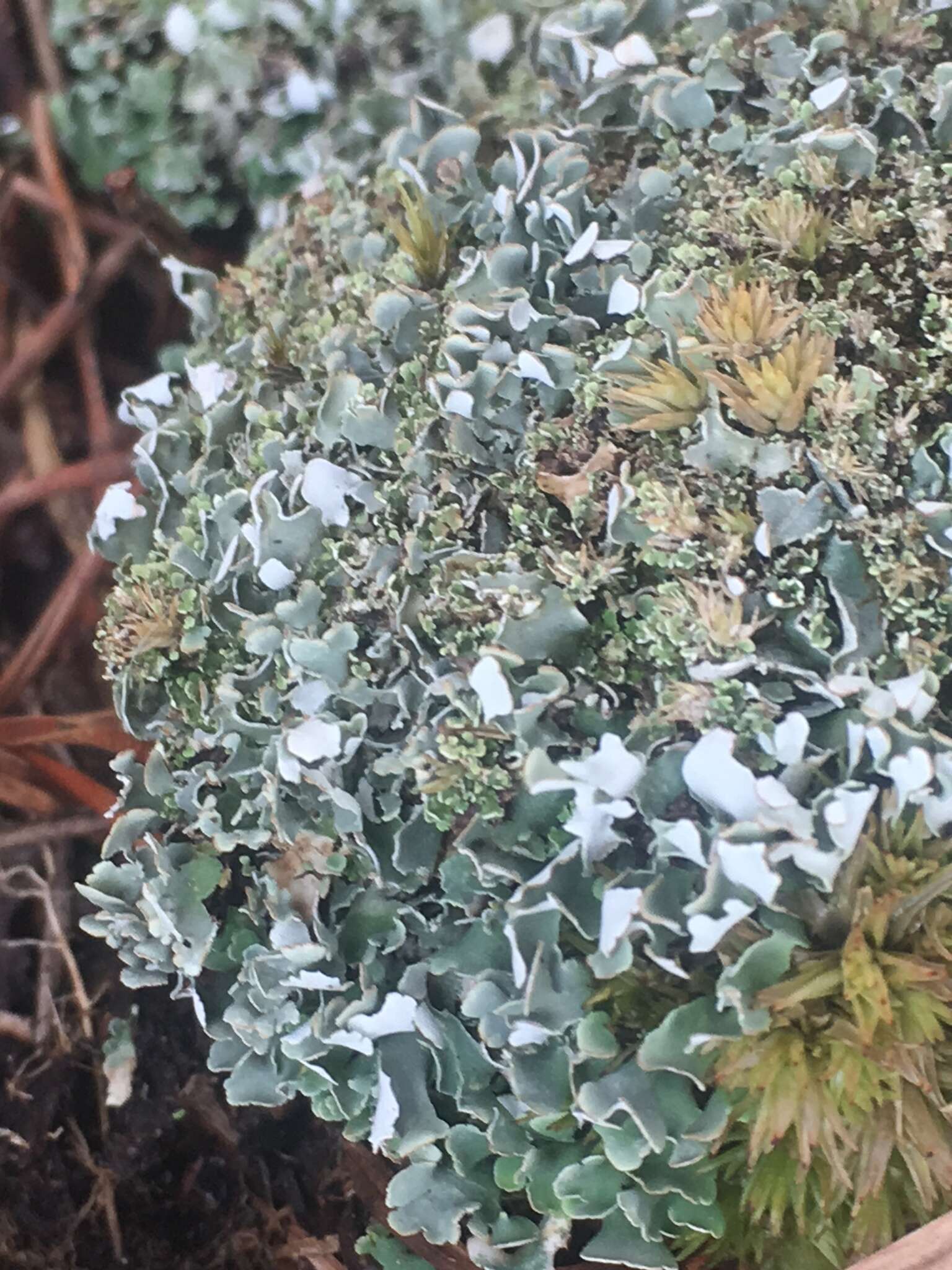 Imagem de Cladonia apodocarpa Robbins