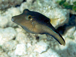 Image of Caribbean Sharpnose-puffer