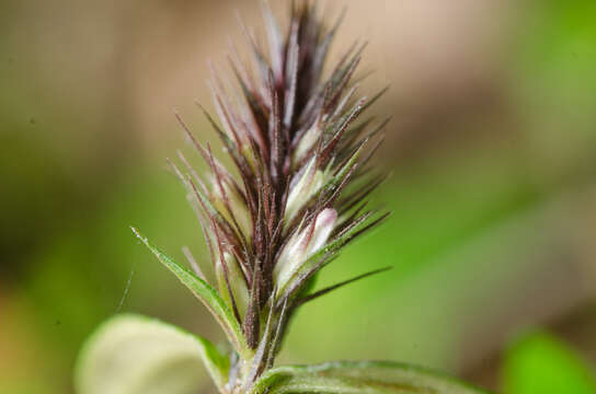 Sivun Lepidagathis alopecuroidea (Vahl) R. Br. ex Griseb. kuva